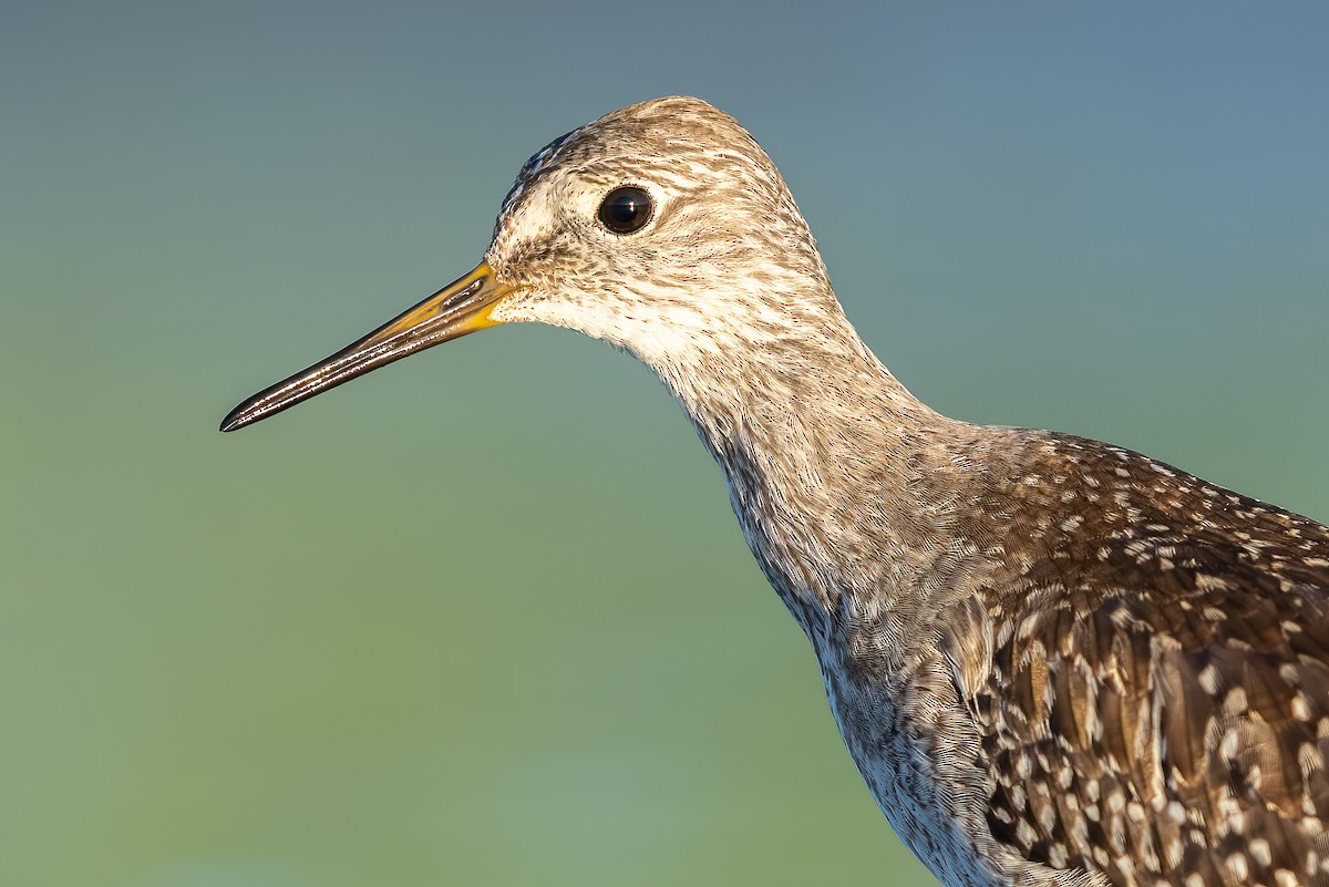 Lesser Yellowlegs - ML641637523