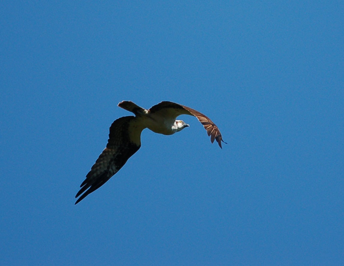 Osprey - ML641637546