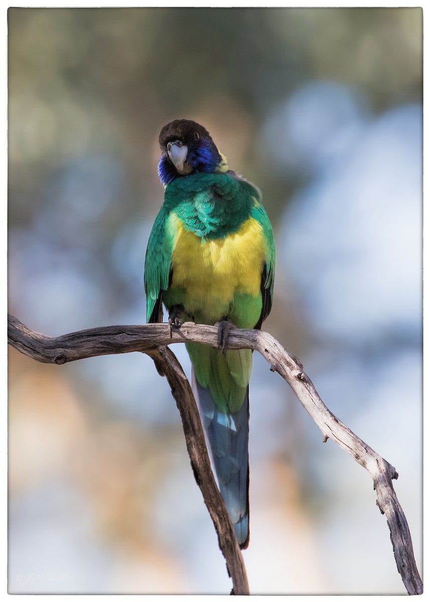 Australian Ringneck - ML641637549