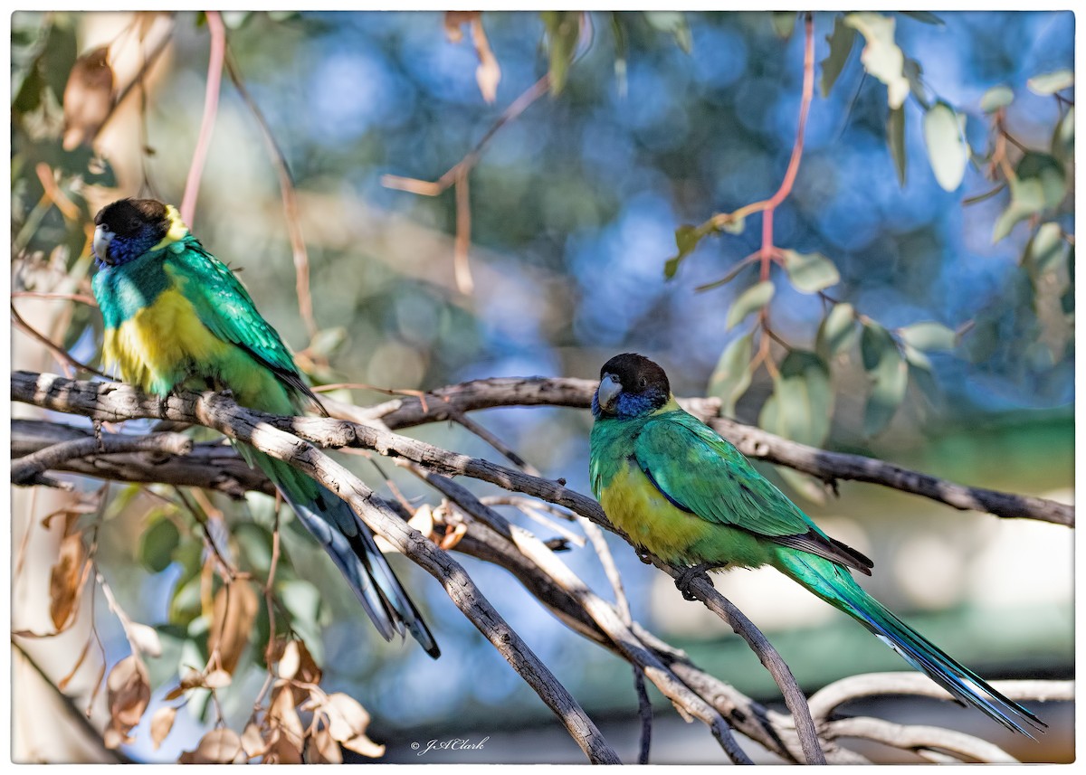 Australian Ringneck - ML641637550
