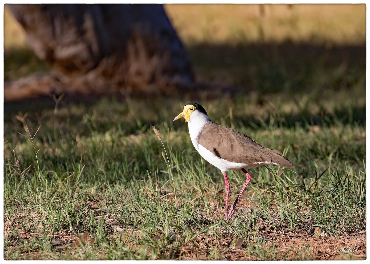 Masked Lapwing - ML641637553