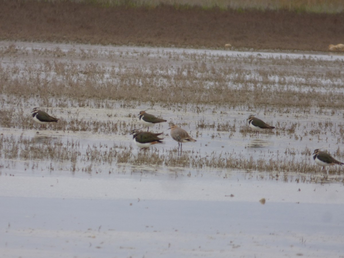 Sociable Lapwing - ML641637556