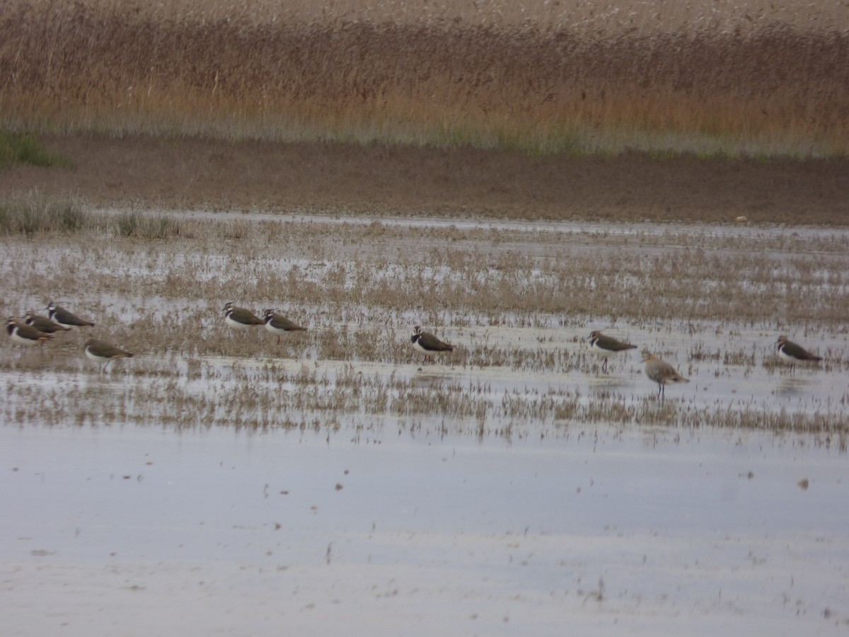 Sociable Lapwing - ML641637557