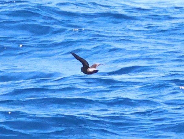 Townsend's Storm-Petrel - ML641637568
