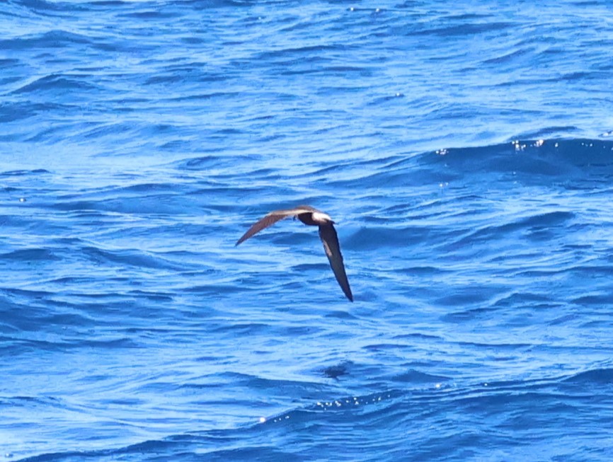 Townsend's Storm-Petrel - ML641637571