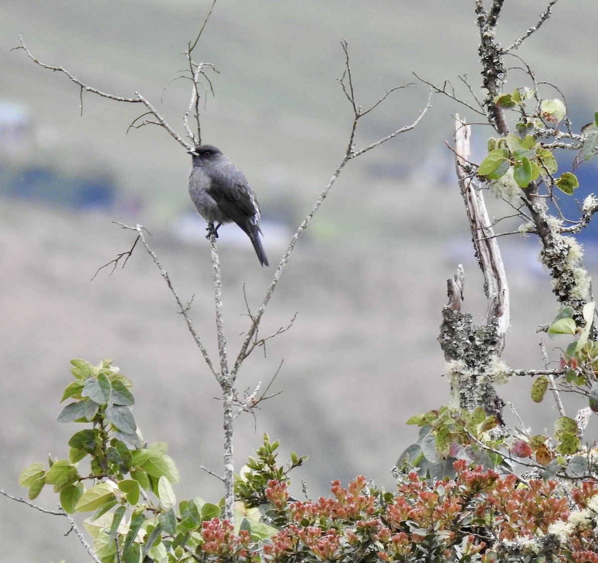 Red-crested Cotinga - ML641637572