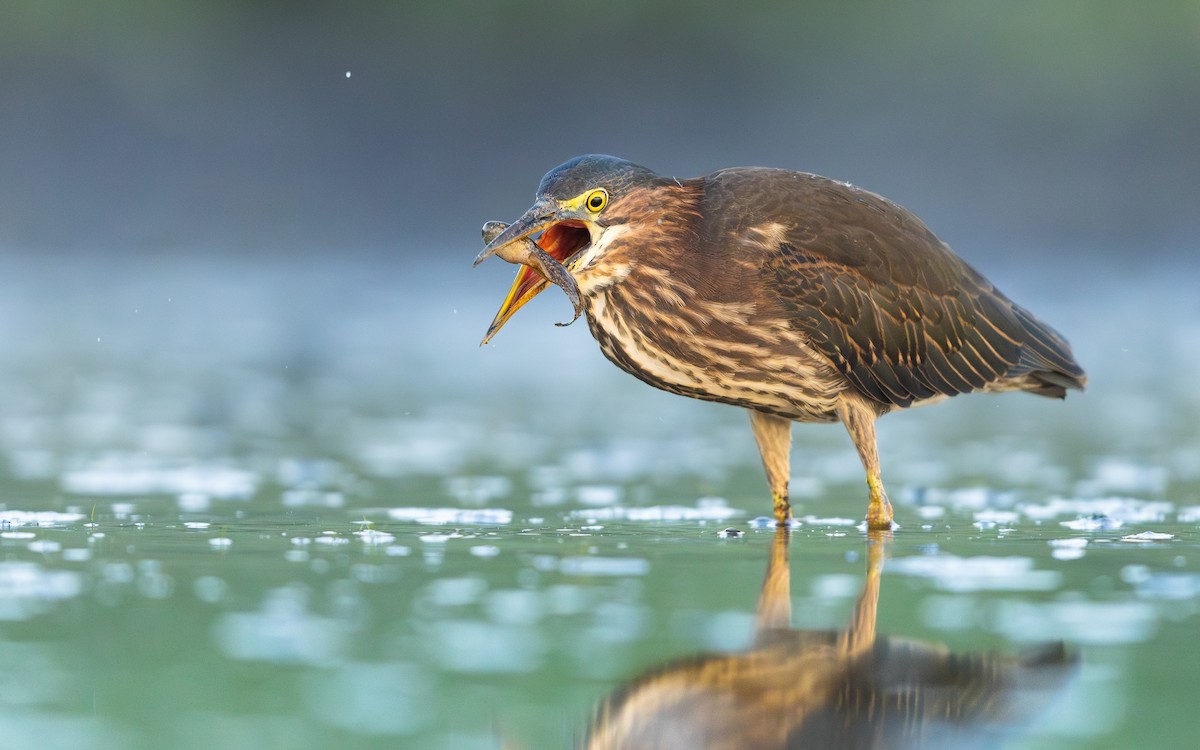 Green Heron - ML641637593