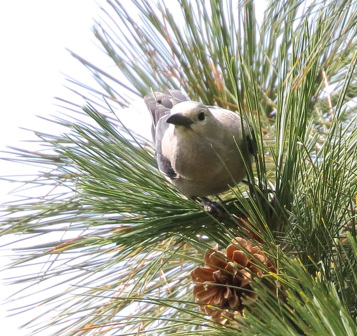 Clark's Nutcracker - ML641637612