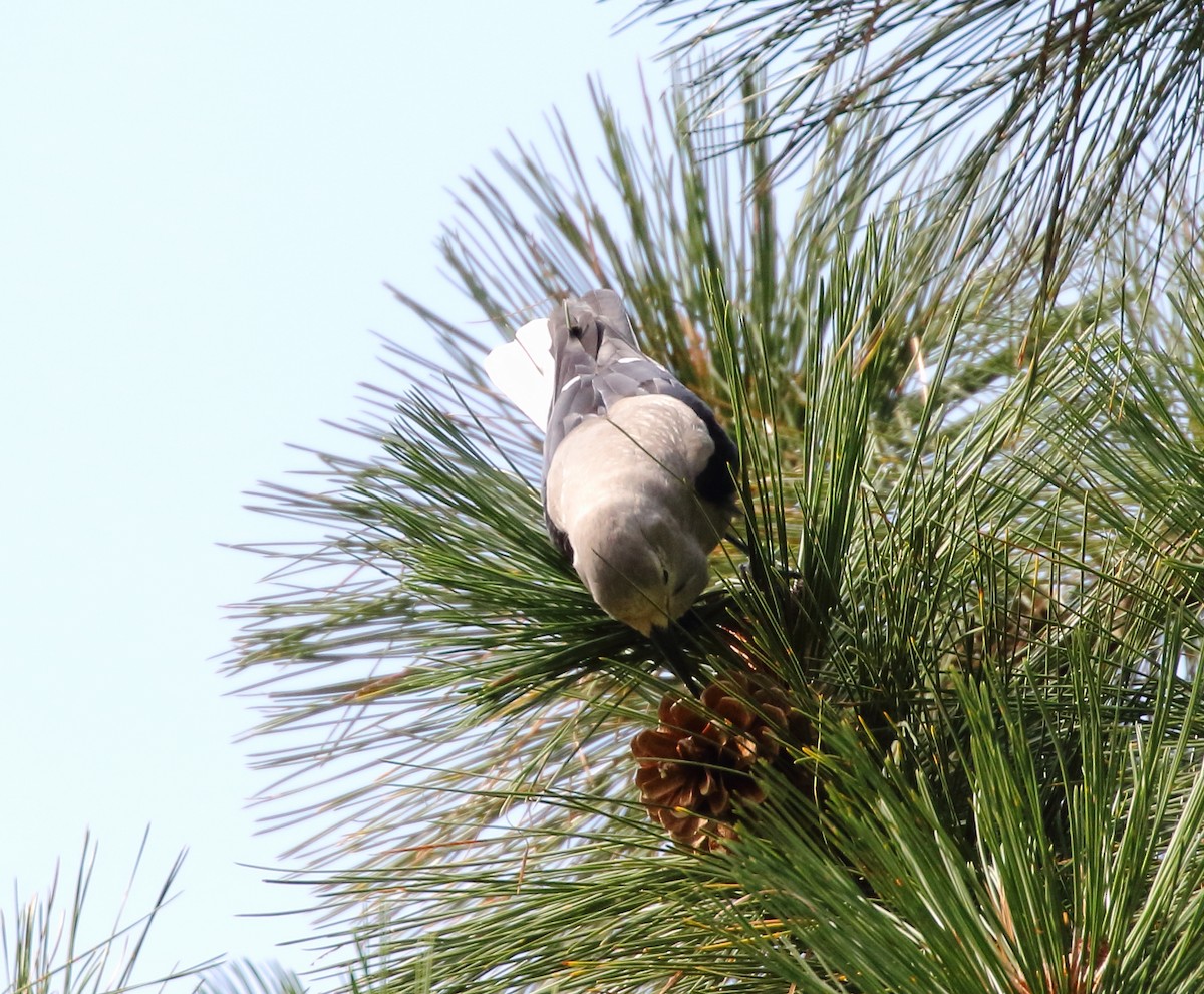 Clark's Nutcracker - ML641637613