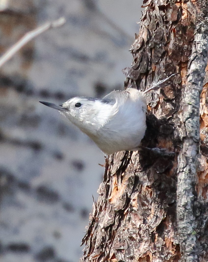 White-breasted Nuthatch - ML641637621