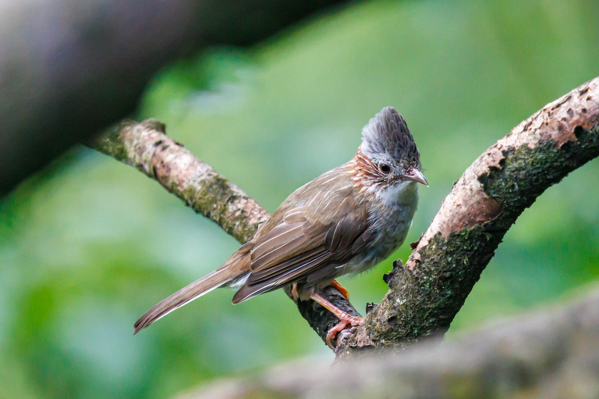 Indochinese Yuhina - ML641637627