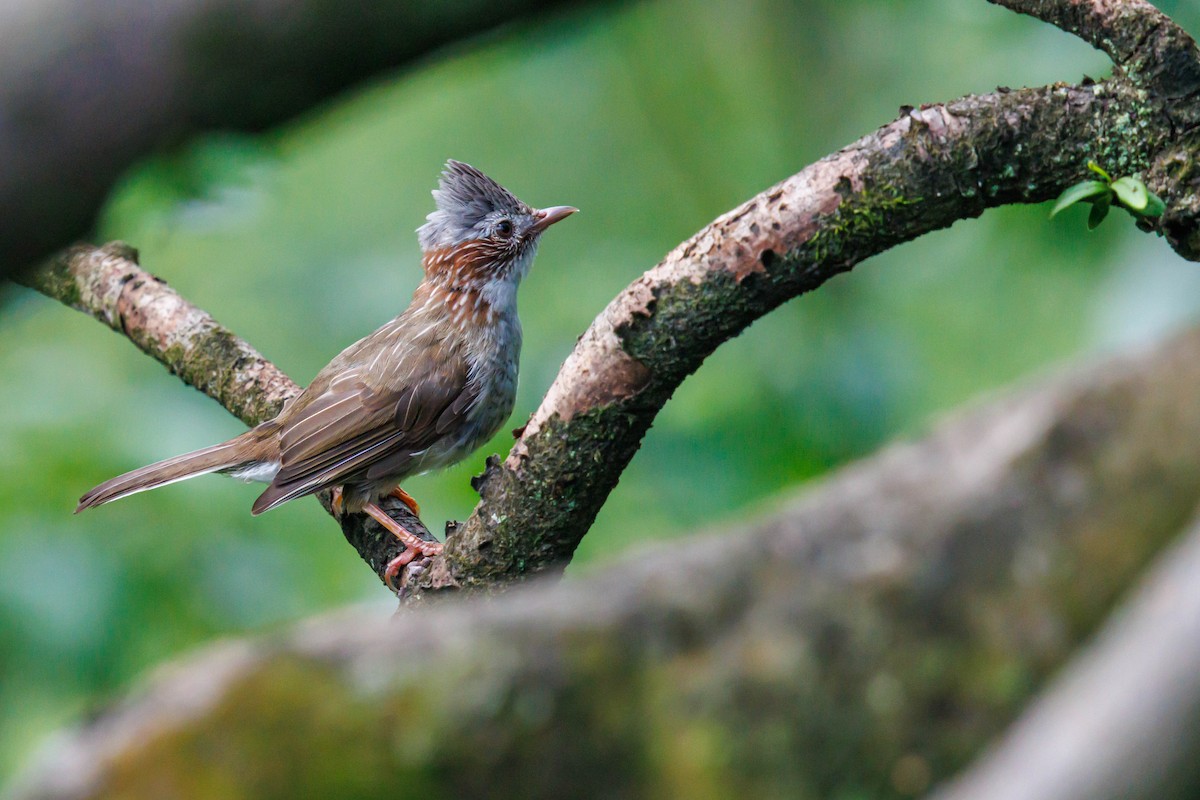 Indochinese Yuhina - ML641637628
