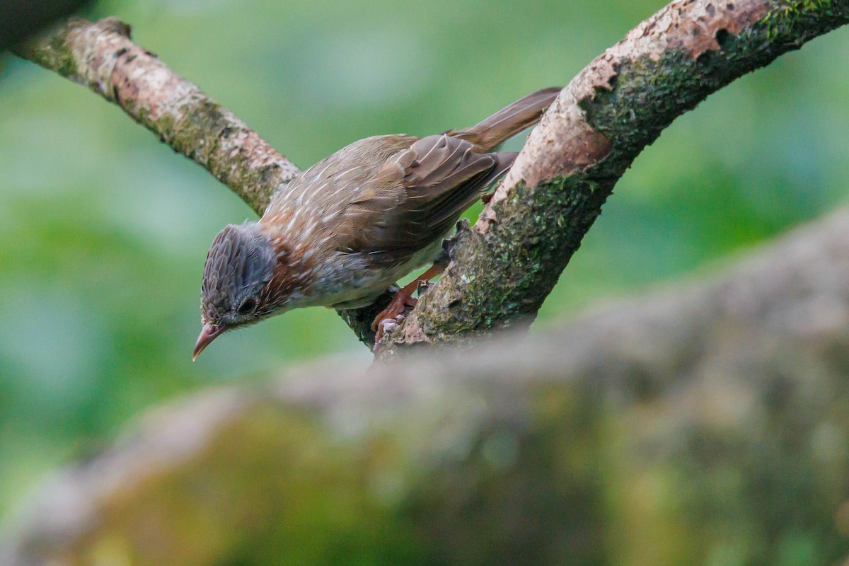 Indochinese Yuhina - ML641637630