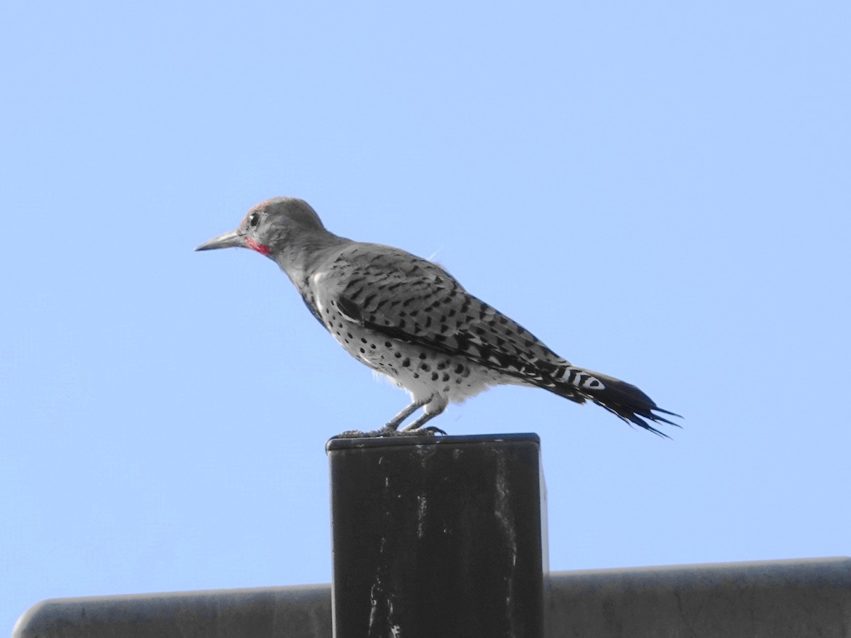 Gilded Flicker - ML641637730