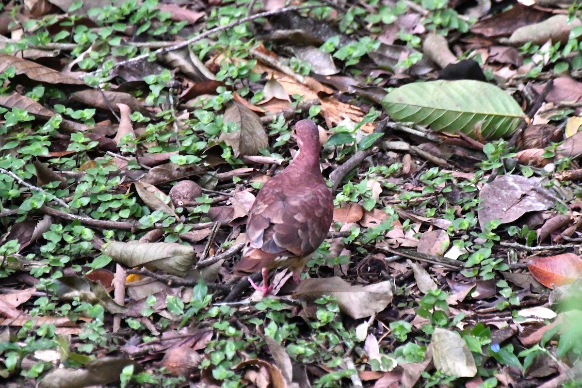 Ruddy Quail-Dove - ML641637733