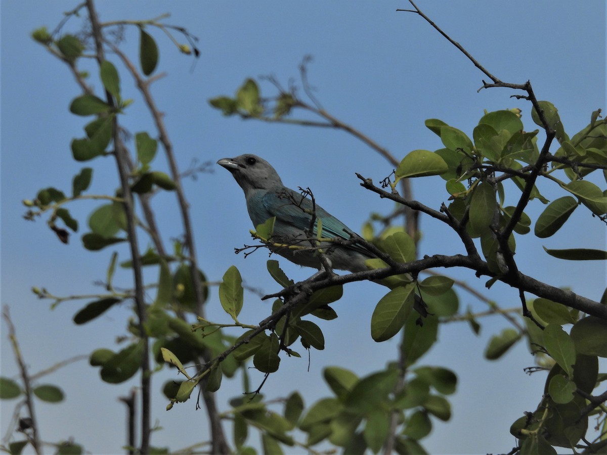 Glaucous Tanager - ML641637736