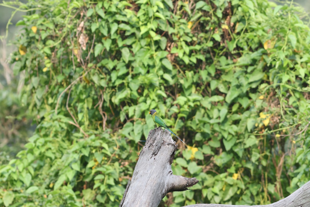 Plum-headed Parakeet - ML641637776