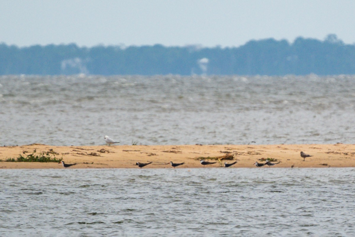 Black Skimmer - ML641637784