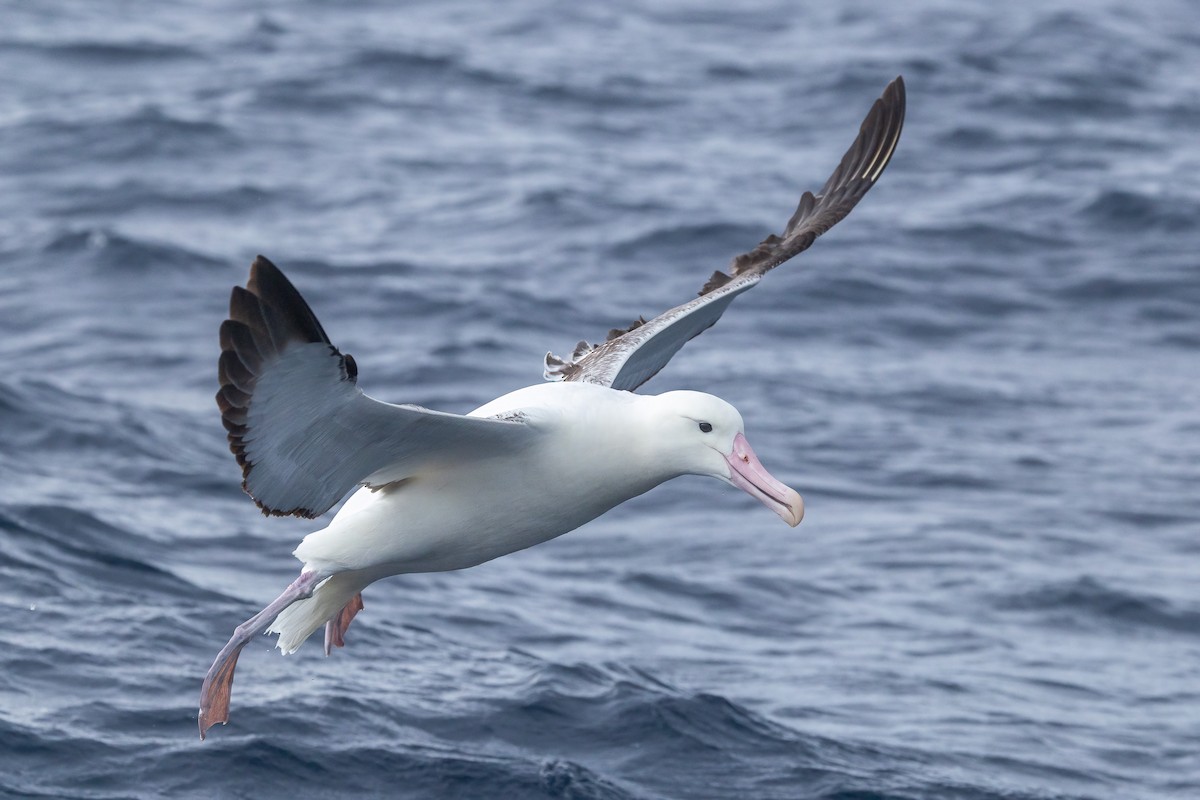 Southern Royal Albatross - ML641637861