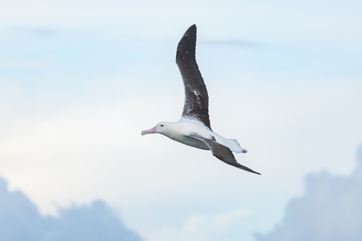 Southern Royal Albatross - ML641637862