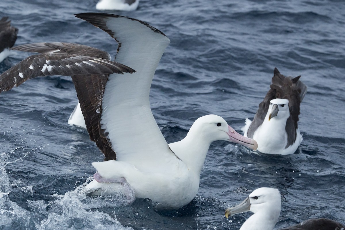 Southern Royal Albatross - ML641637863