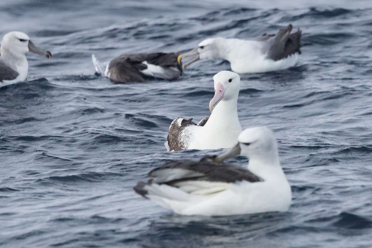 Southern Royal Albatross - ML641637864