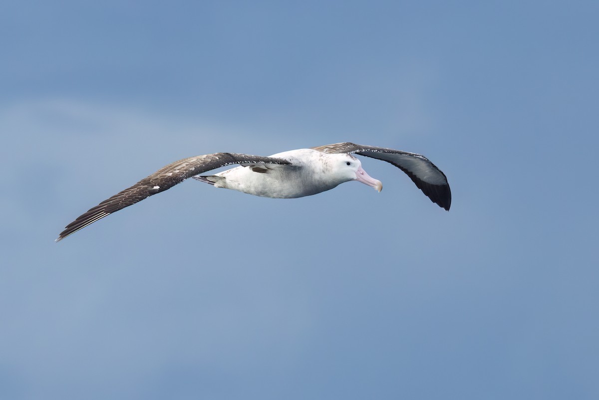 Antipodean Albatross - ML641637871