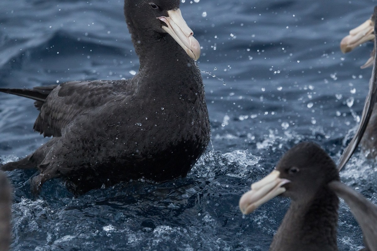 Northern Giant-Petrel - ML641637886