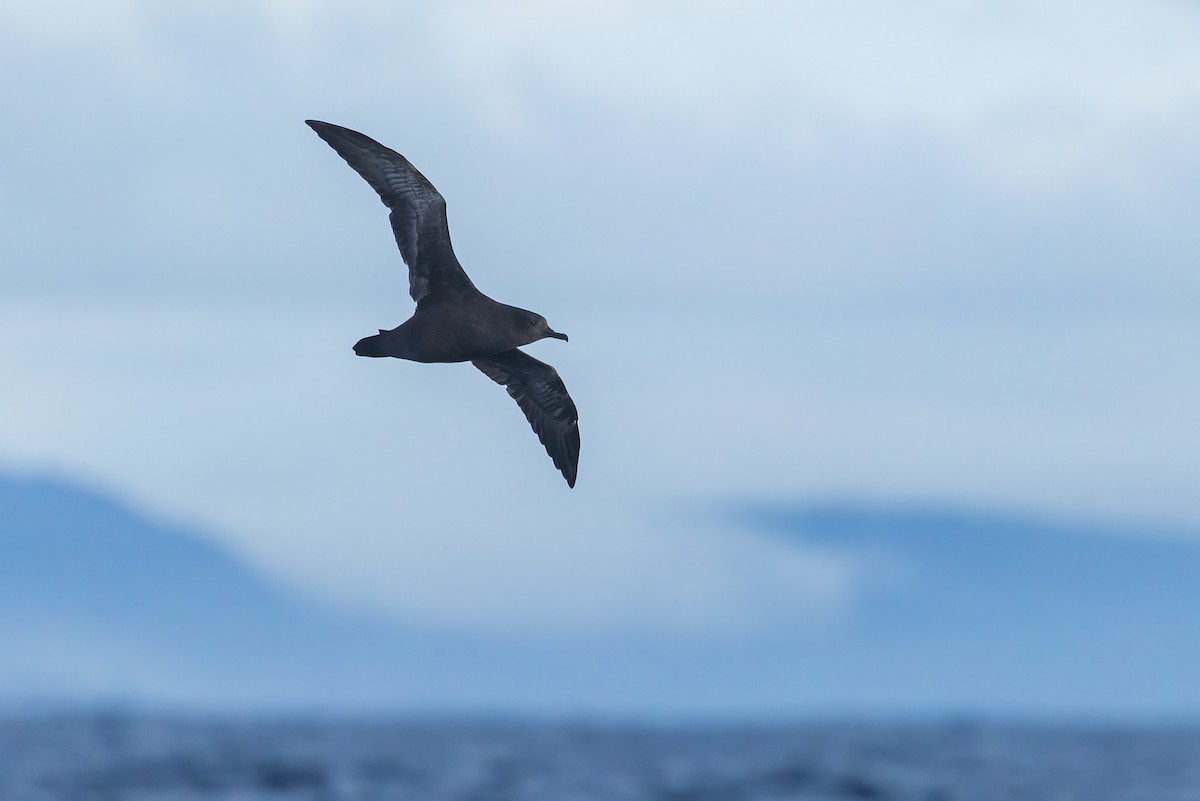 Great-winged Petrel - ML641637906