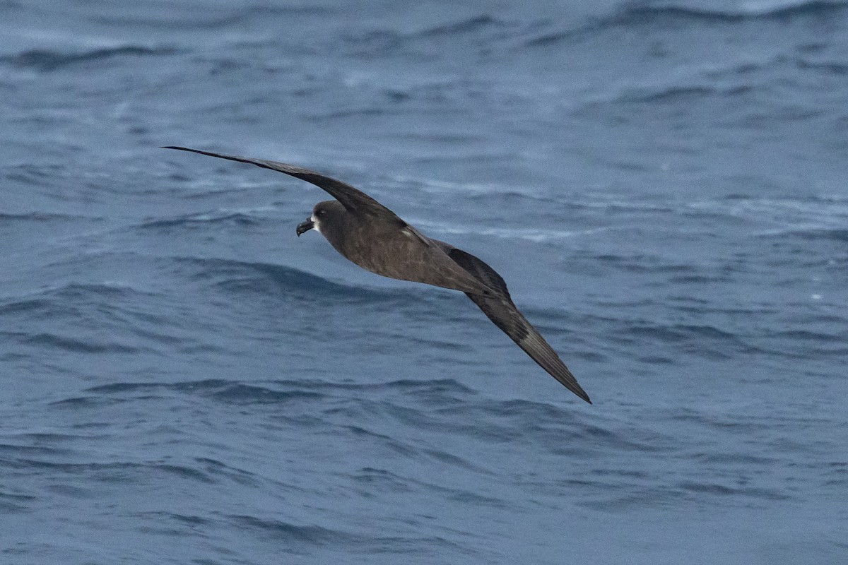 Gray-faced Petrel - ML641637907