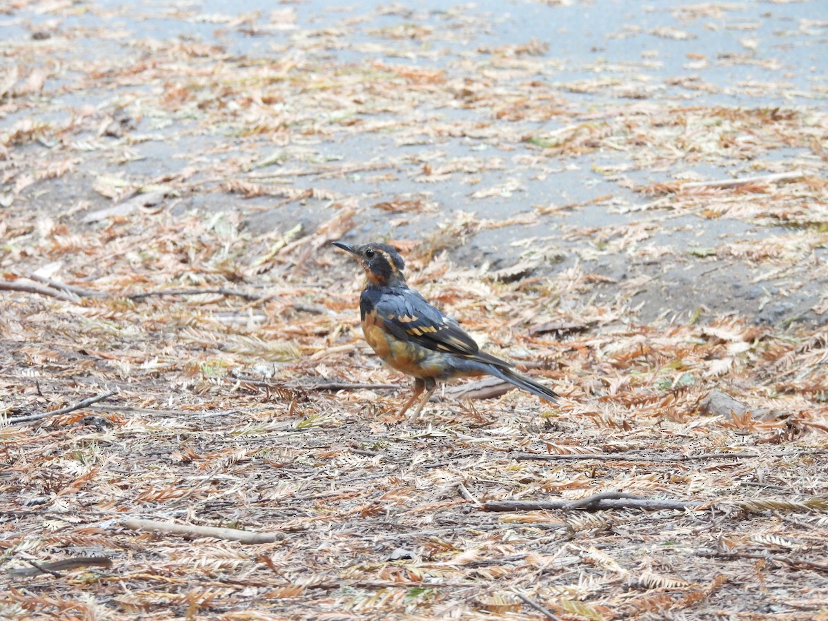 Varied Thrush - ML641637935