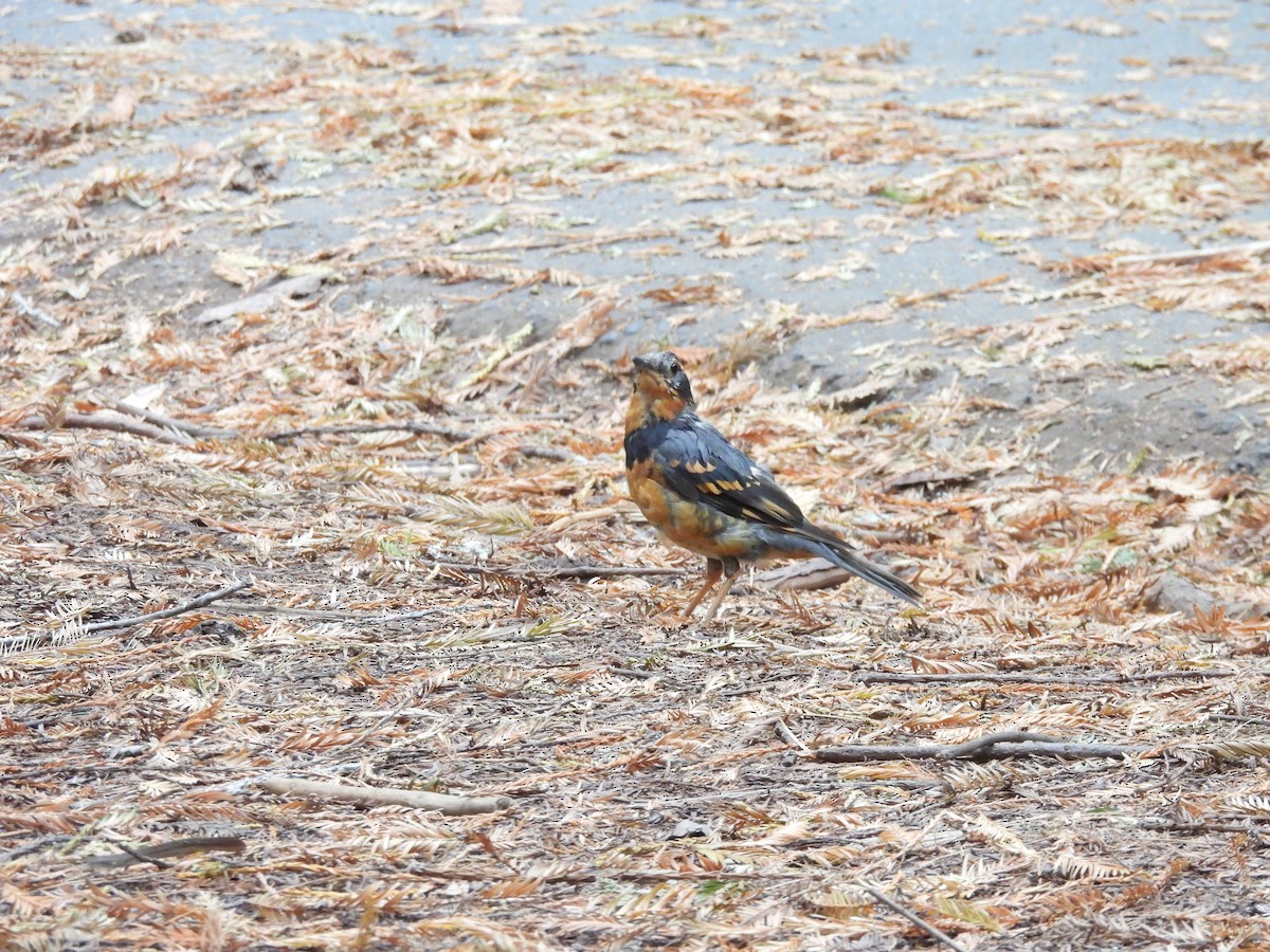 Varied Thrush - ML641637936