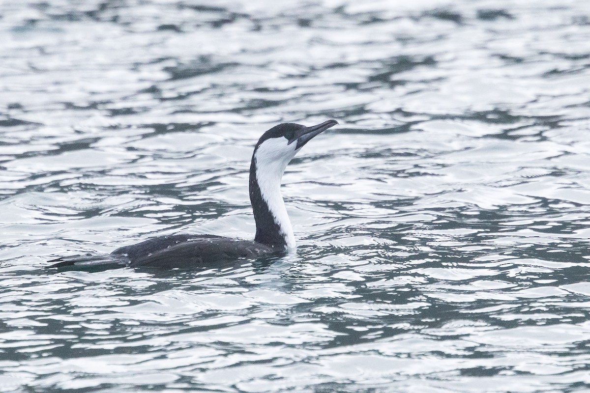 Black-faced Cormorant - ML641637976