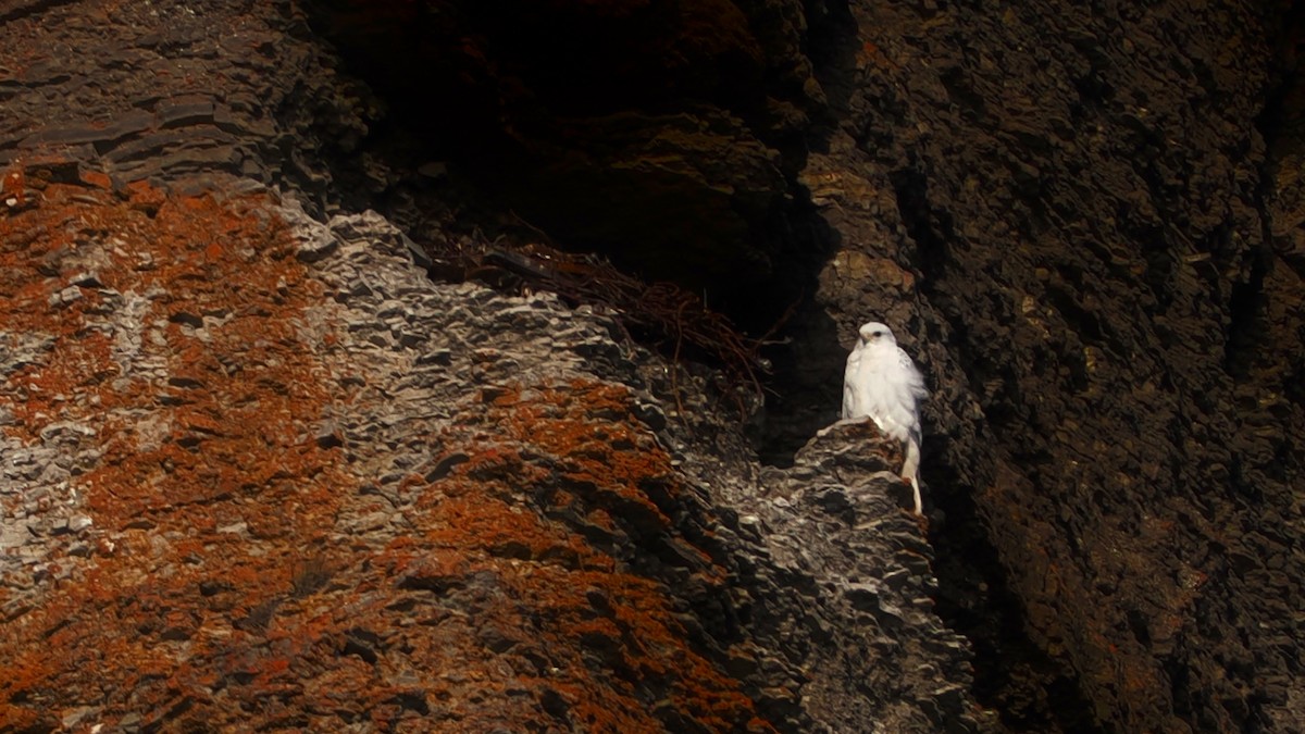 Gyrfalcon - ML641638002