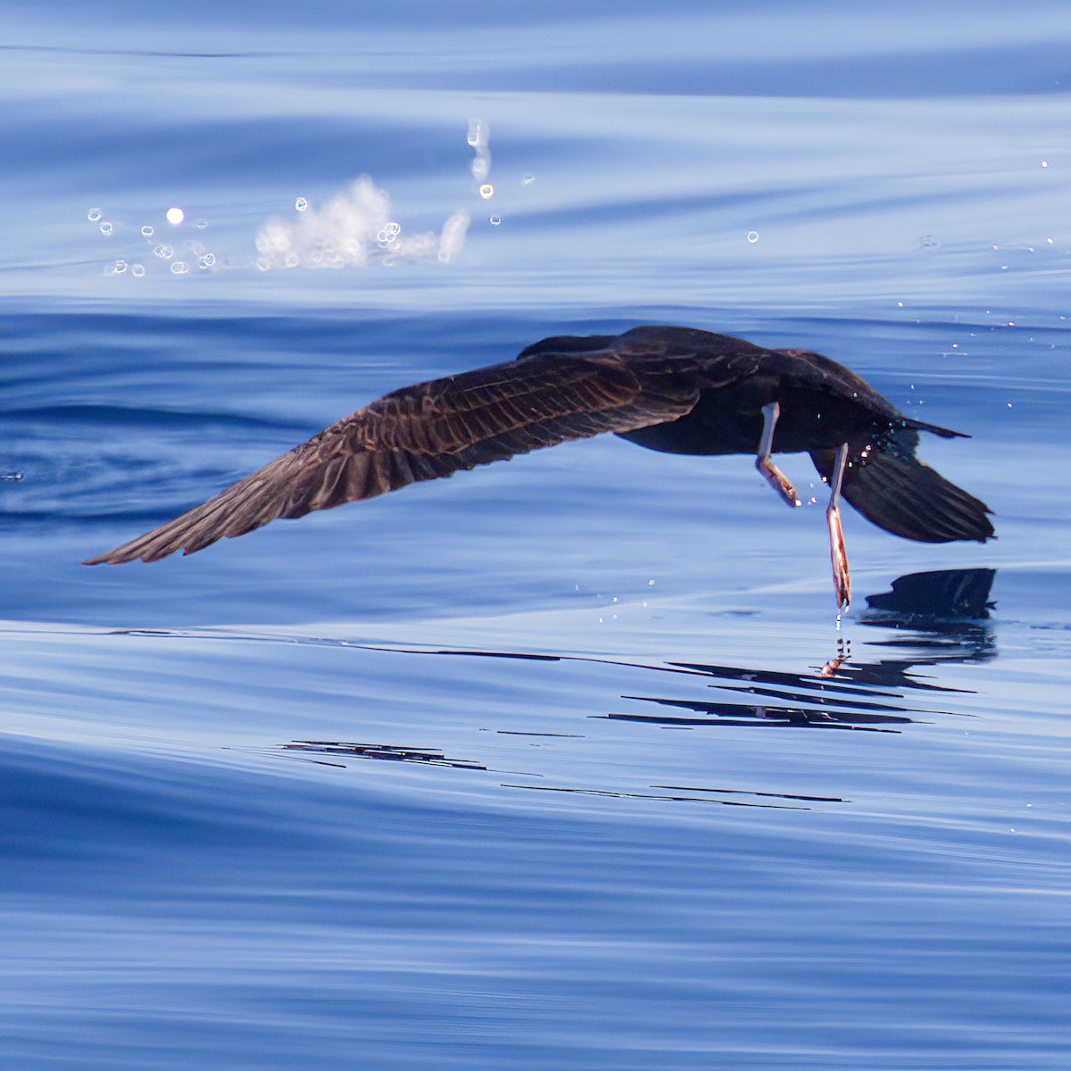 Flesh-footed Shearwater - ML641638060