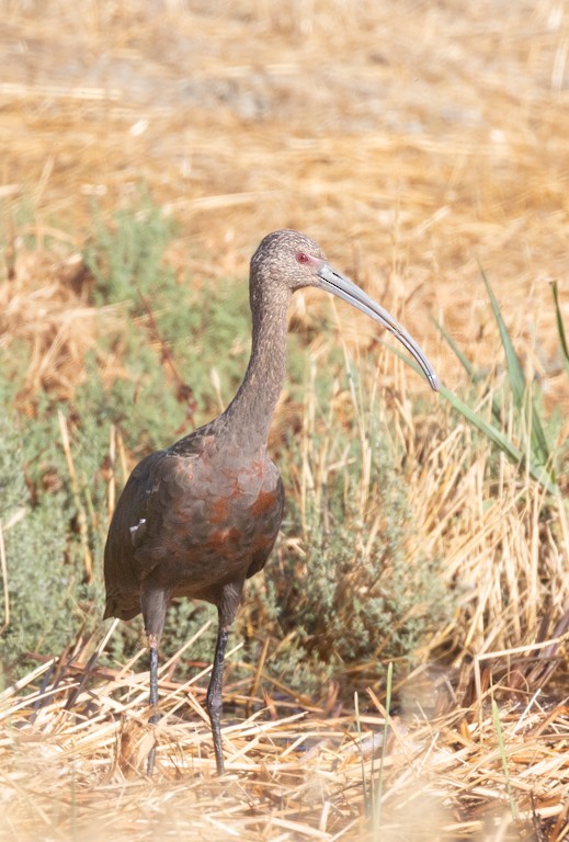 White-faced Ibis - ML641638076