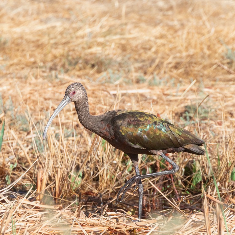 White-faced Ibis - ML641638077