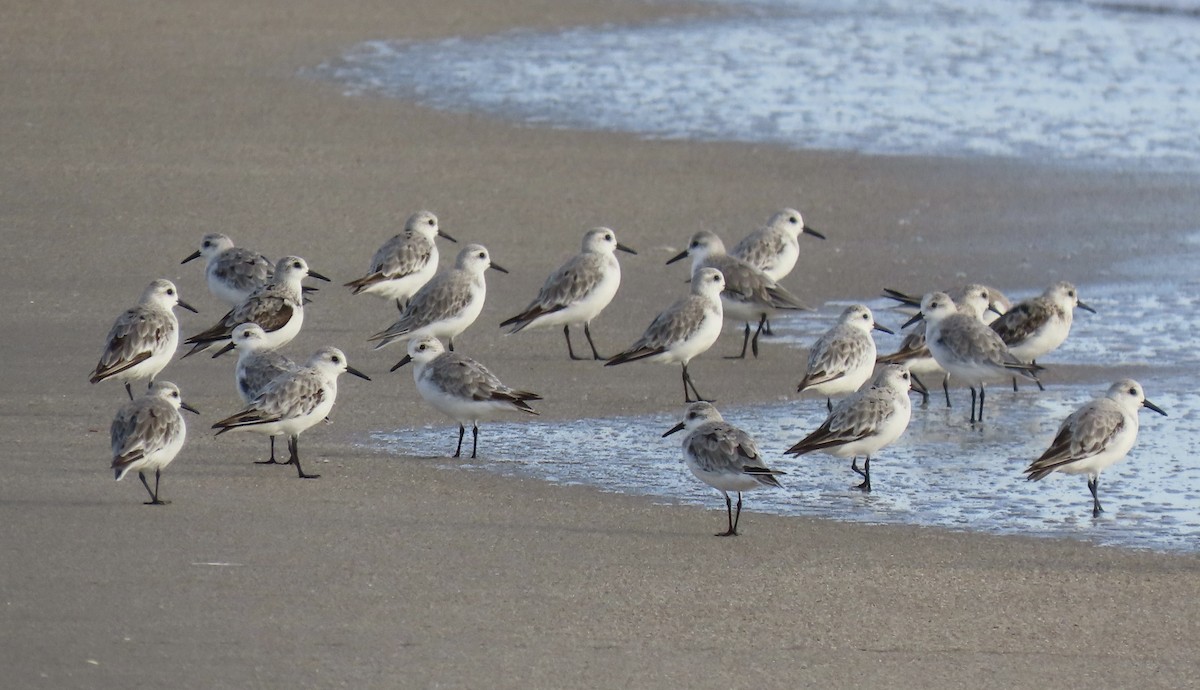 Bécasseau sanderling - ML641638080