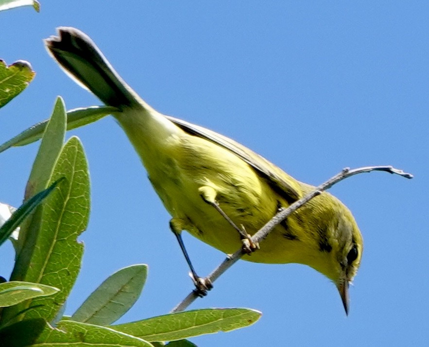 Prairie Warbler - ML641638083