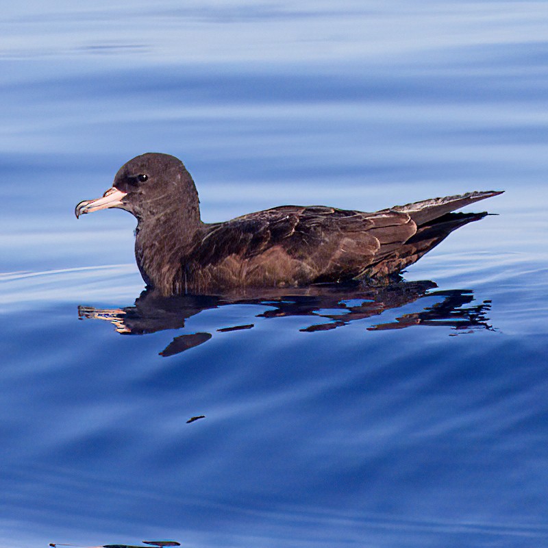 Flesh-footed Shearwater - ML641638084