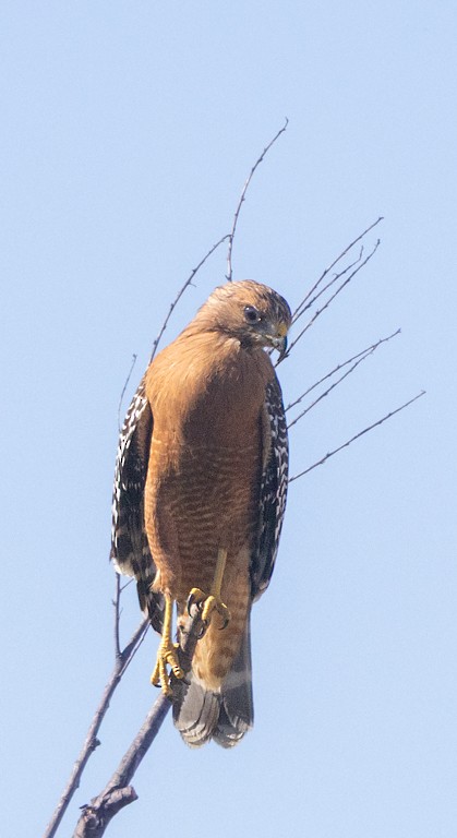 Red-shouldered Hawk - ML641638088