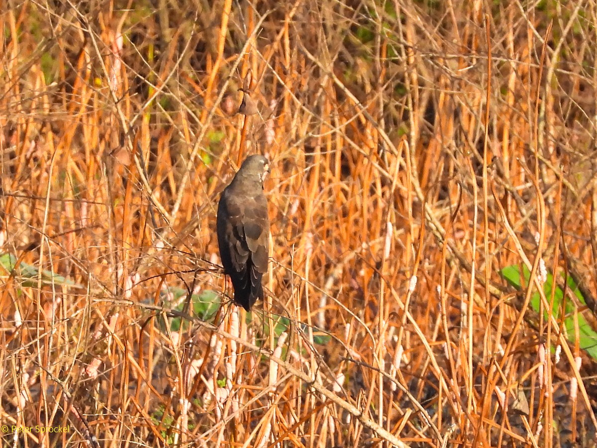 Snail Kite - ML641638093