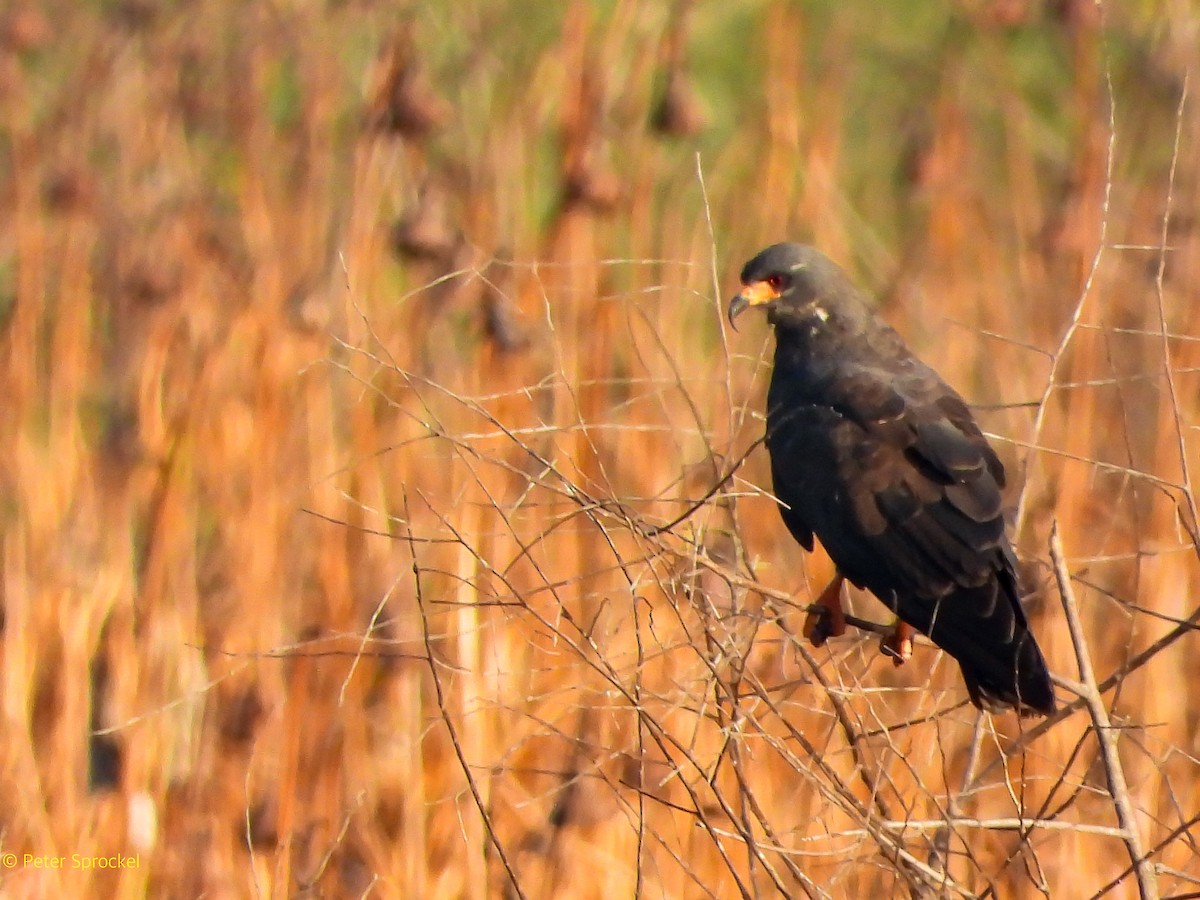 Snail Kite - ML641638094