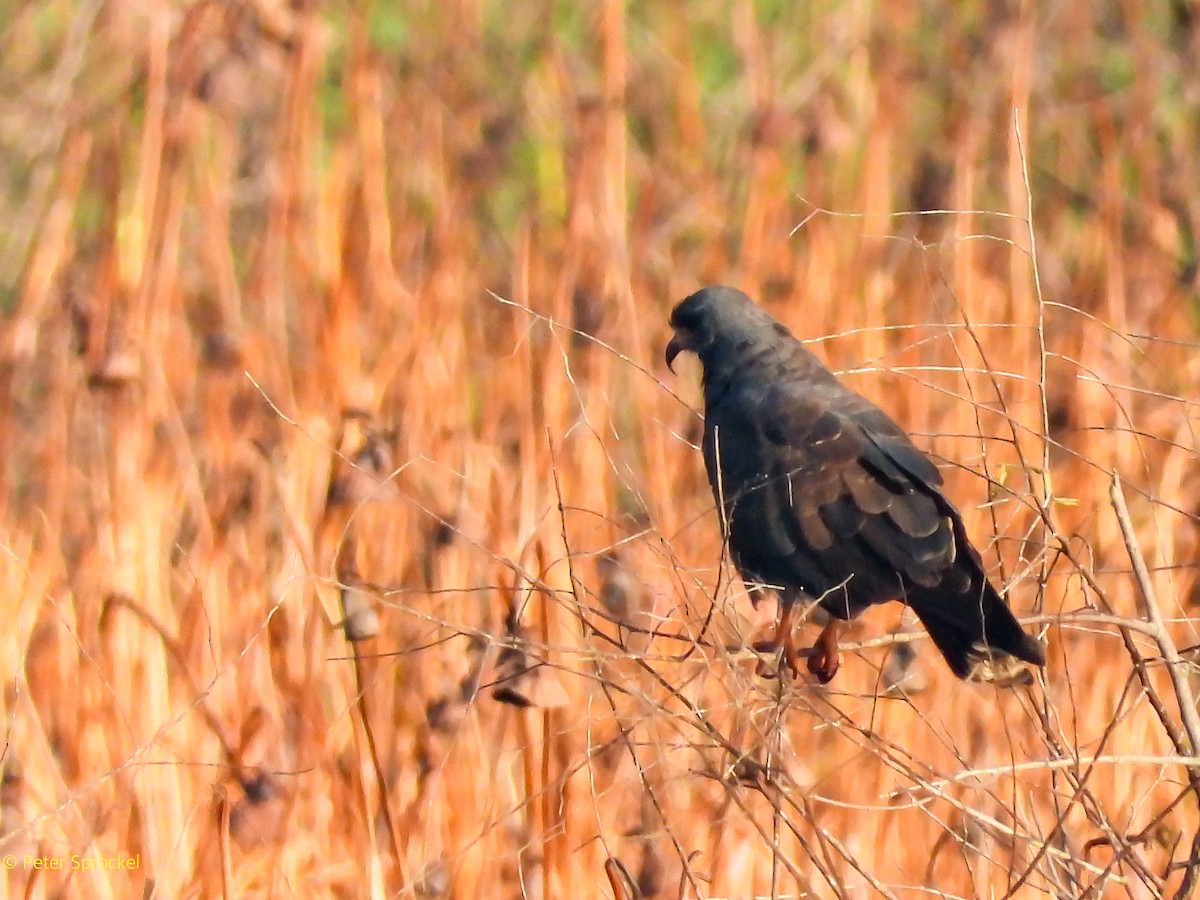 Snail Kite - ML641638095