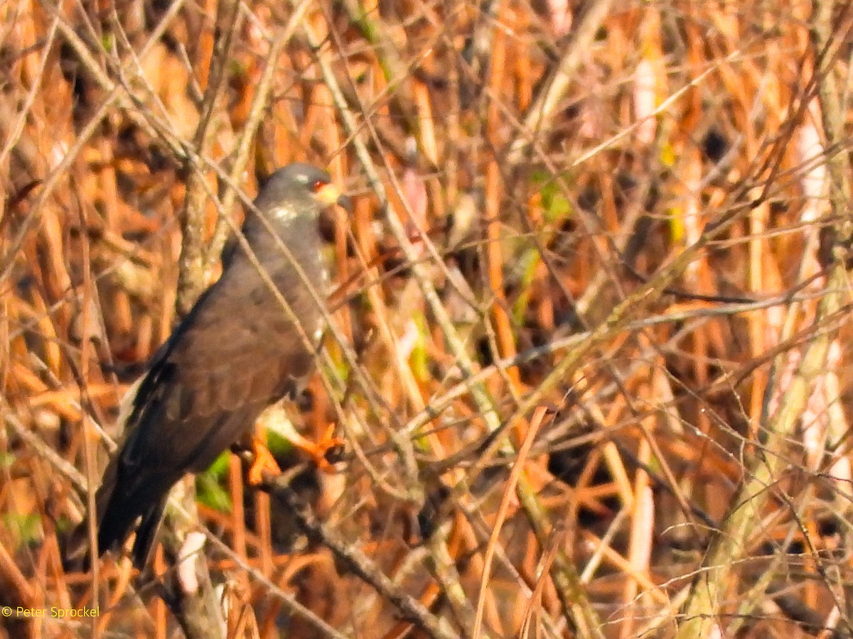 Snail Kite - ML641638096