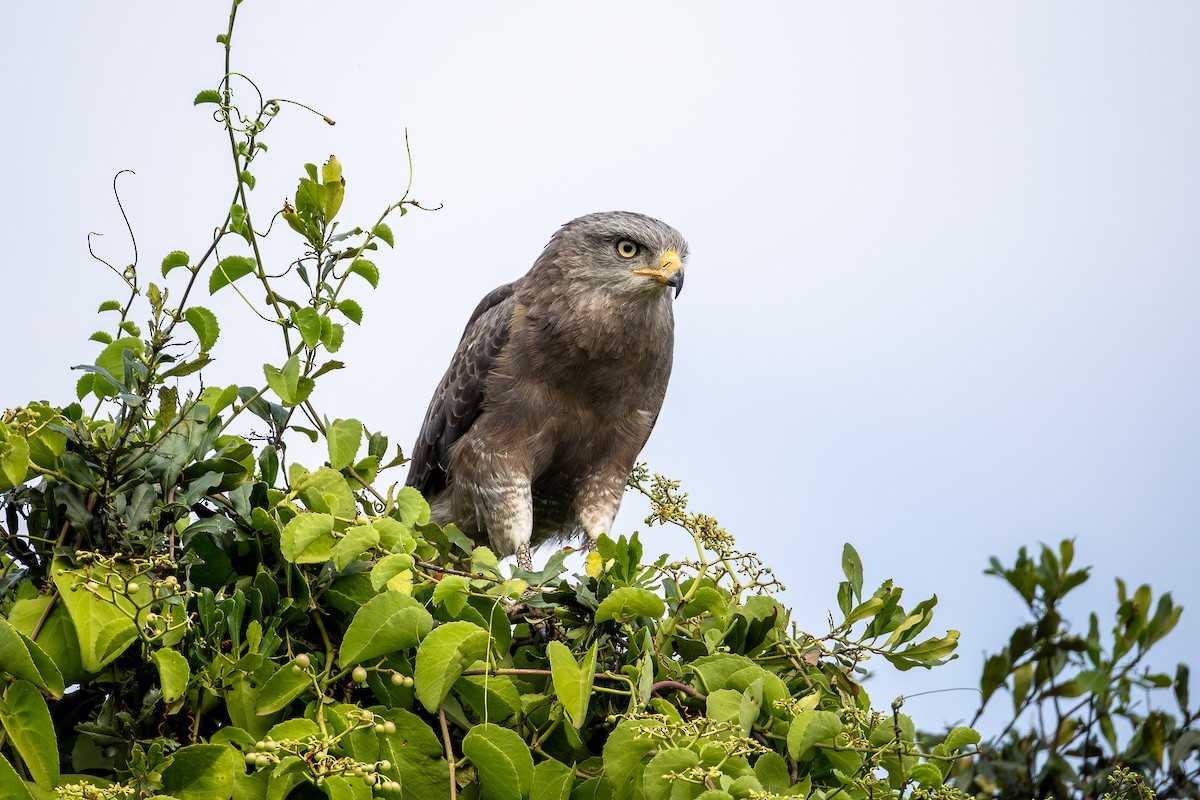 Western Banded Snake-Eagle - ML641638104