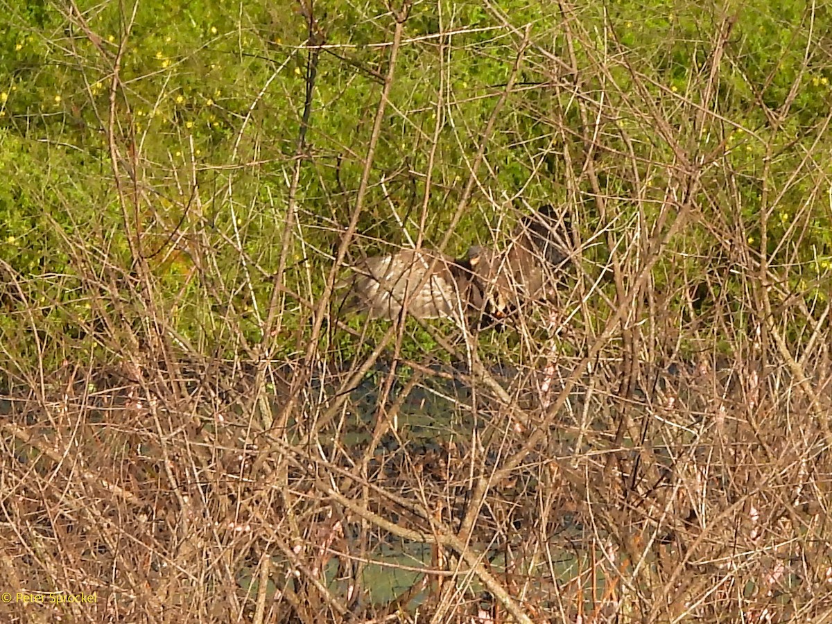 Snail Kite - ML641638107