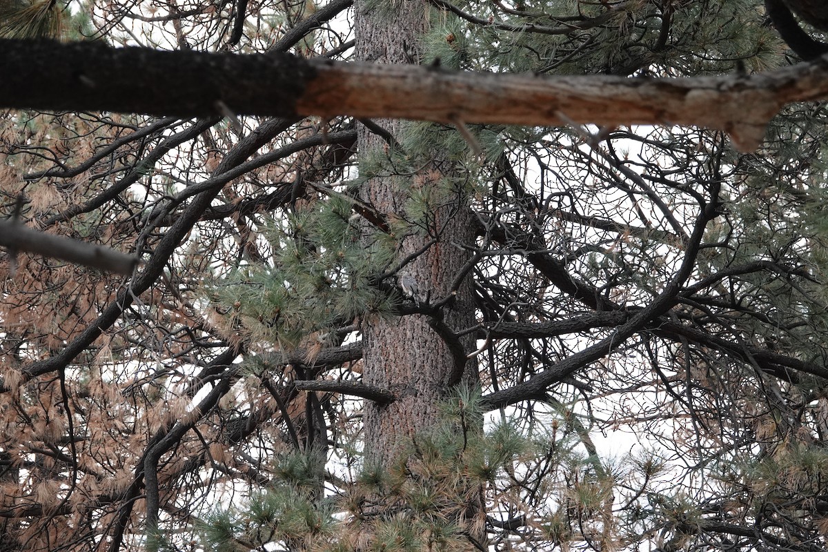 American Goshawk - ML641638108