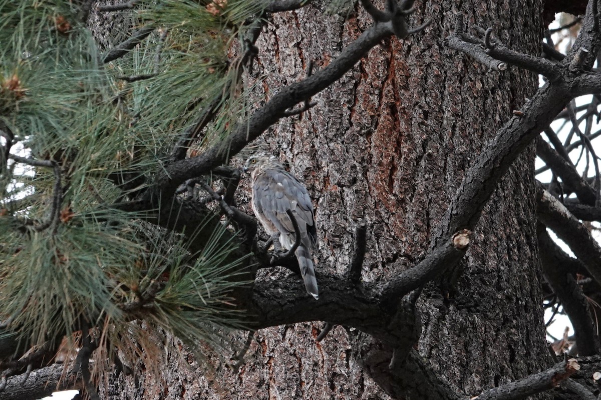 American Goshawk - ML641638111