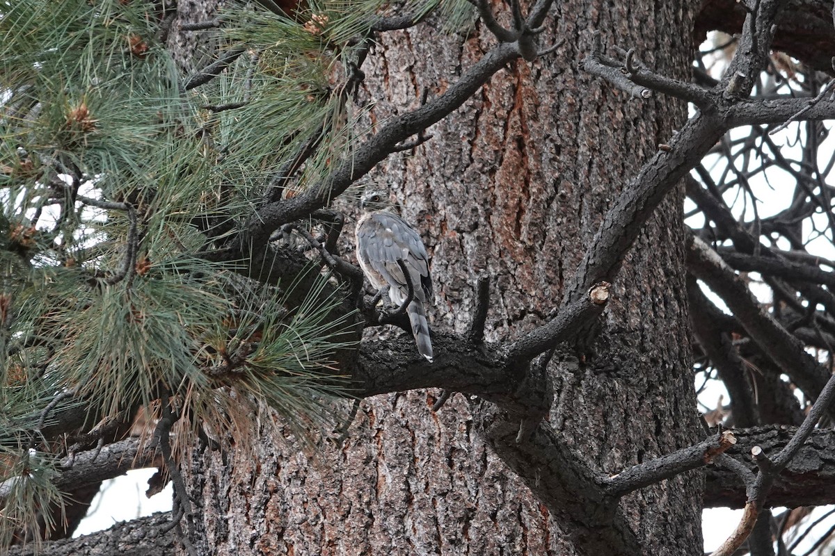 American Goshawk - ML641638118